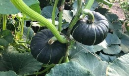 可以吃网红瓜的链接,跟随链接探寻热门话题背后的真相